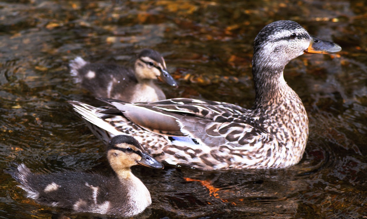 Image - mummy duck ducklings water baby