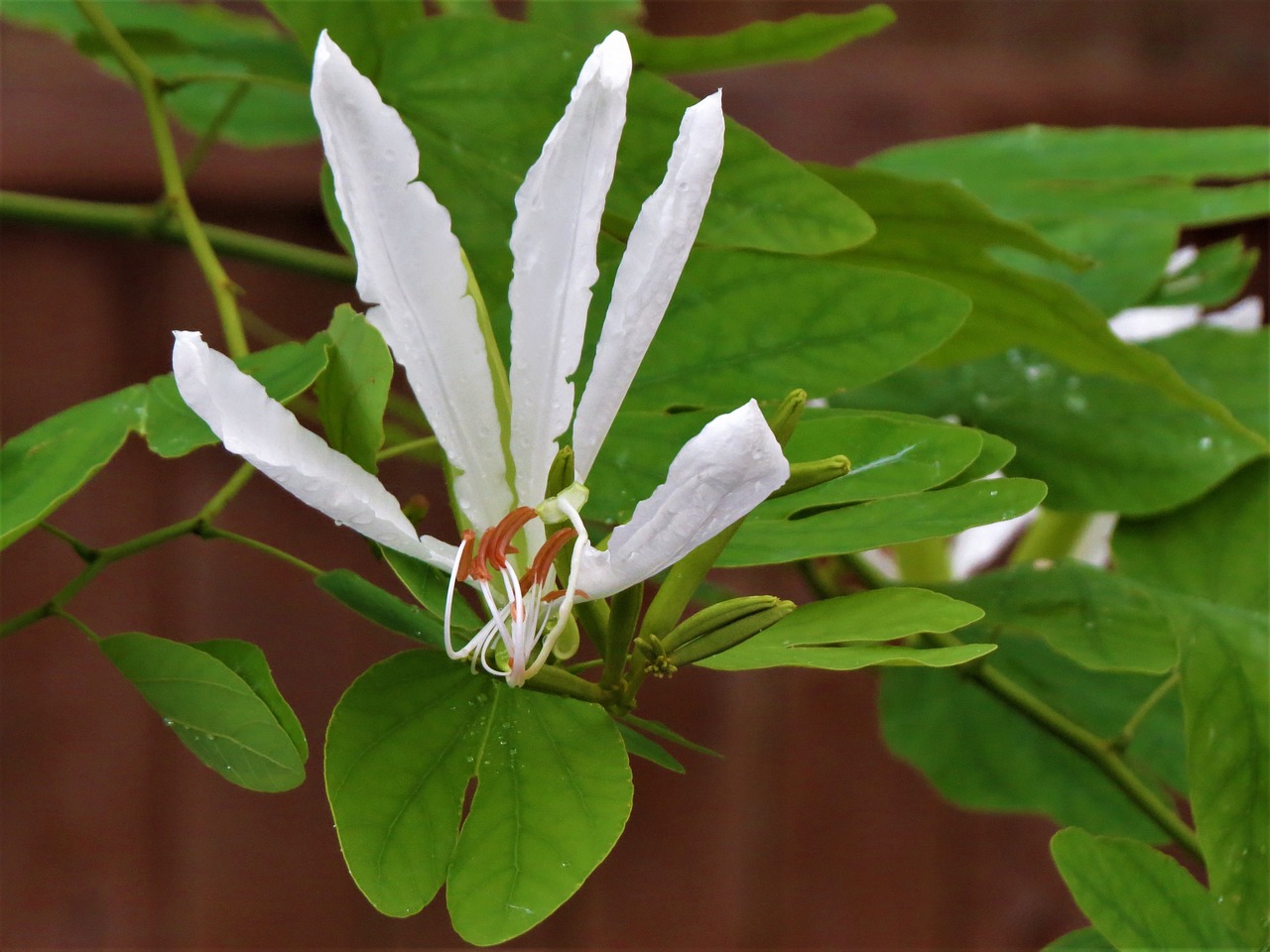 Image - flower white orchid tree green