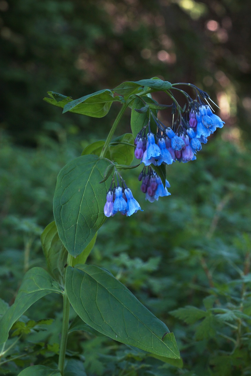 Image - blue bell wildflower nature plant