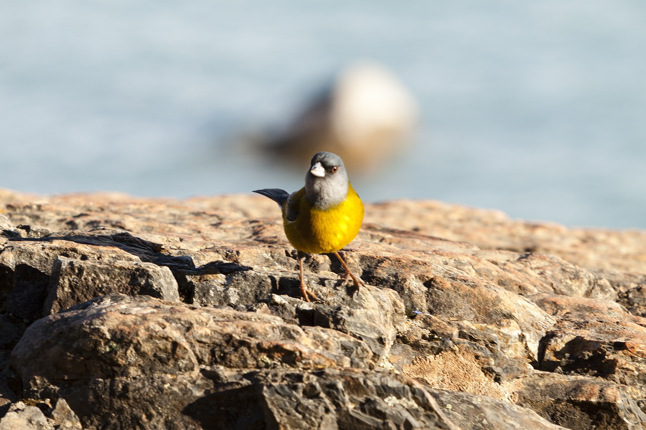 Image - bird nature argentina