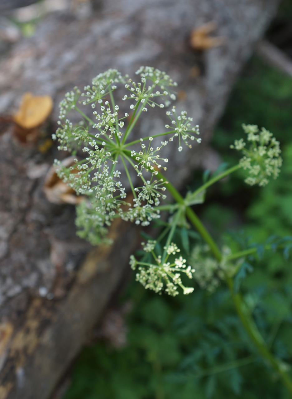 Image - wildflower white bloom wood