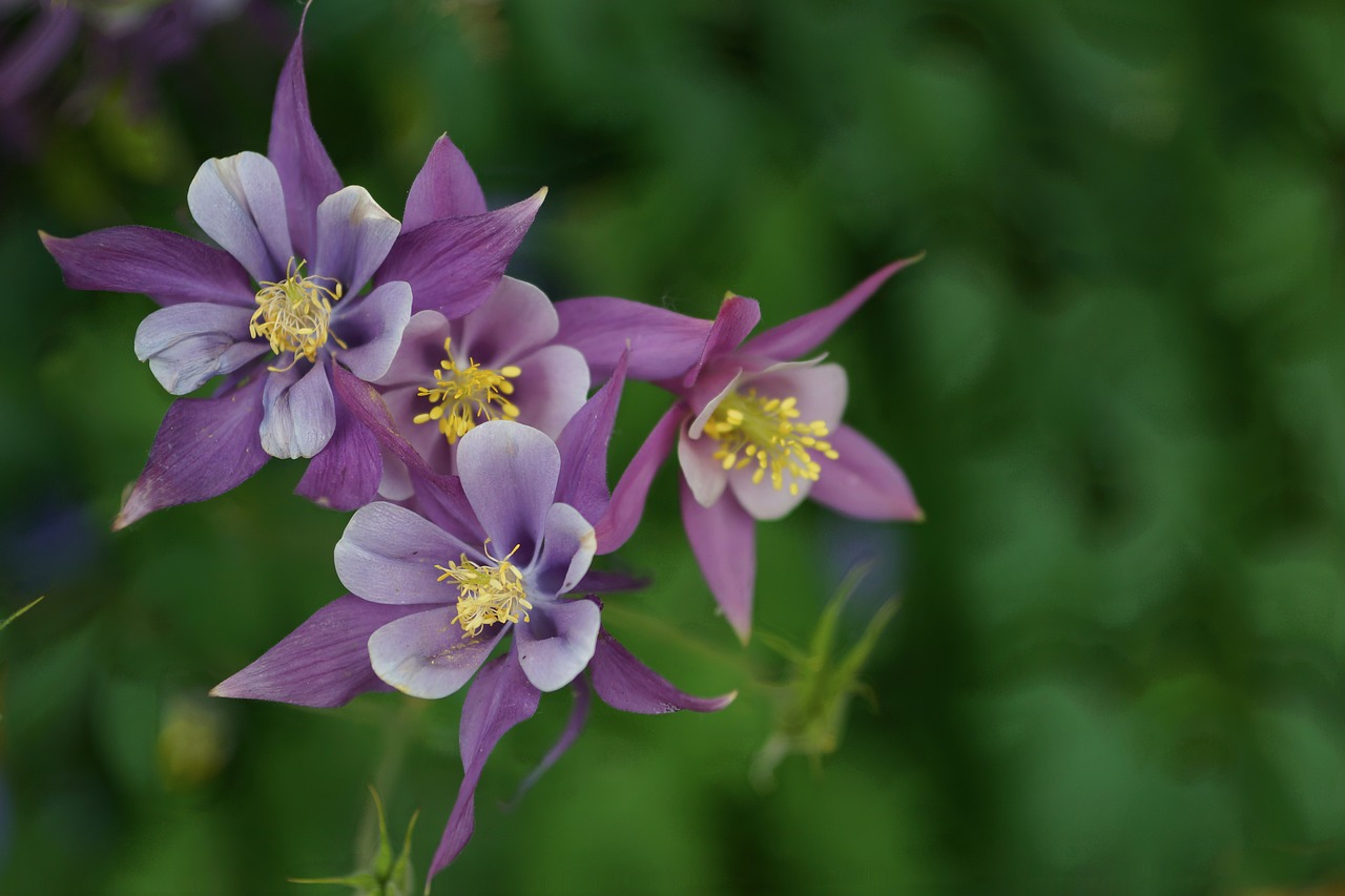 Image - wildflower purple columbine bloom