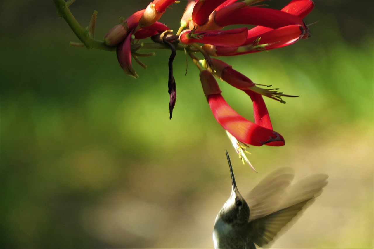 Image - flower red yellow hummingbird