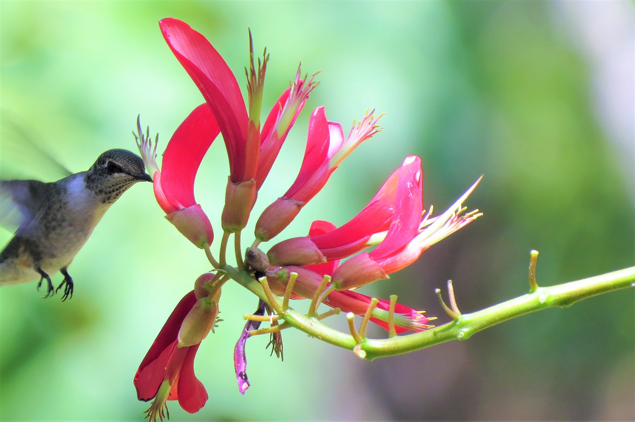 Image - hummingbird in flight feeding