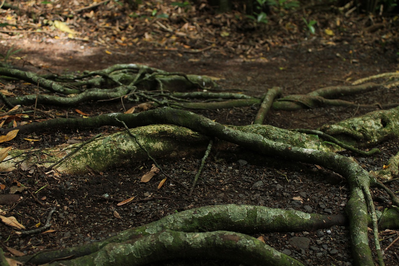 Image - trees roots nature tree with roots