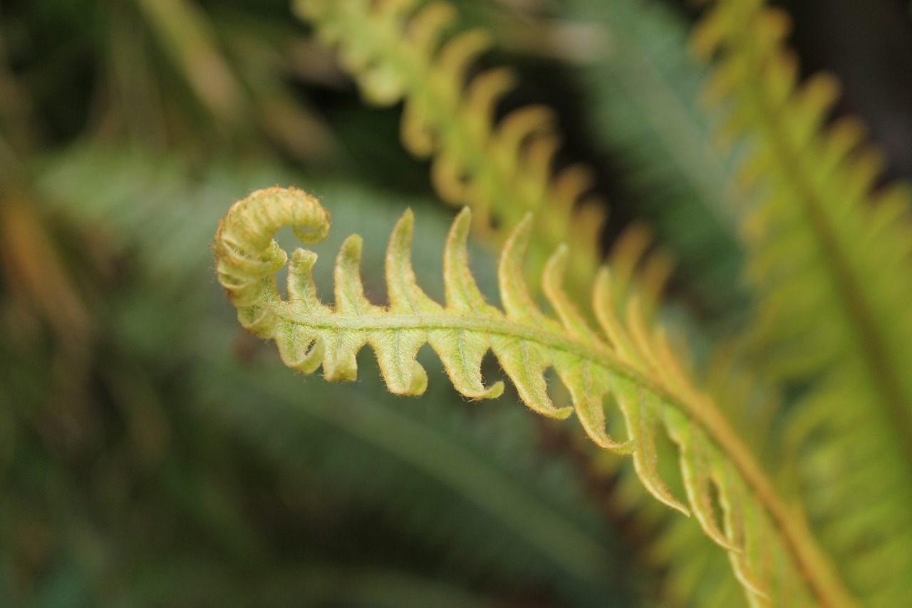 Image - garden plant fern flower garden