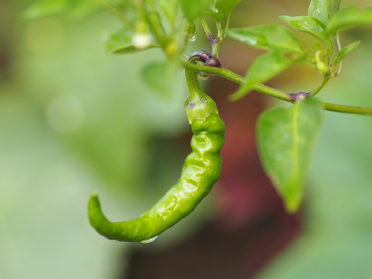 Image - pepper garden organic nature plant