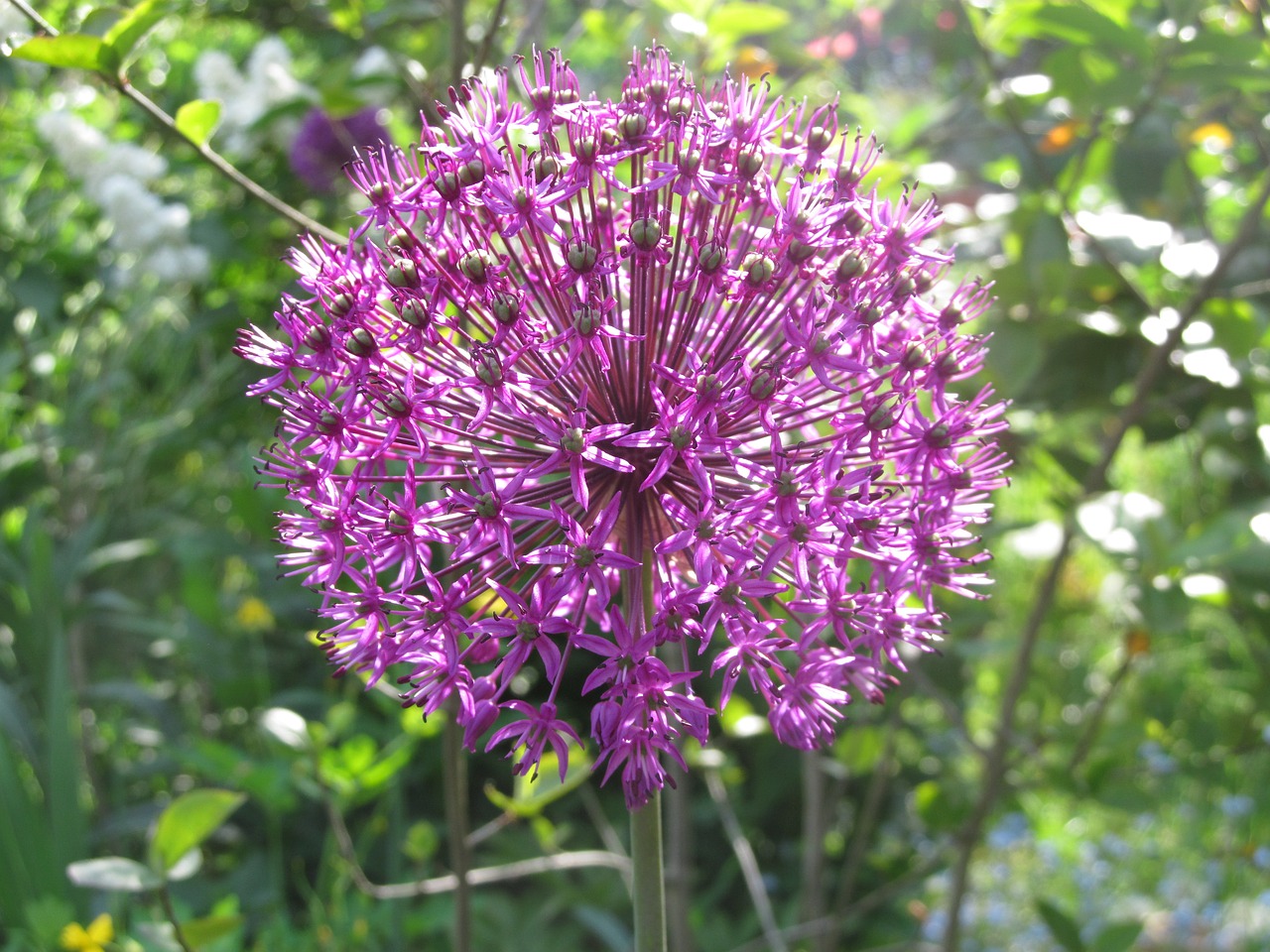 Image - spring allium lauch blossom bloom