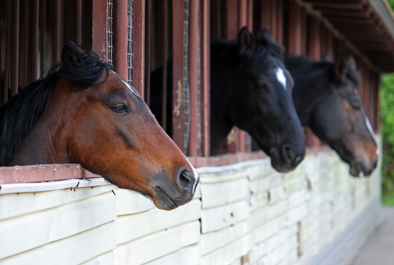 Image - horses stable animal ranch