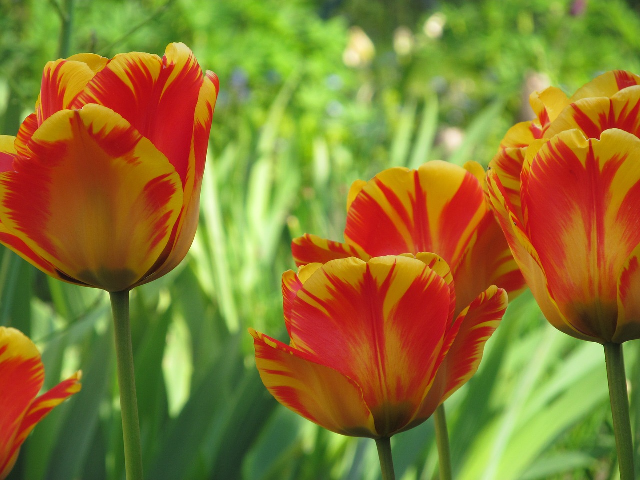 Image - tuplen spring flowers blossom