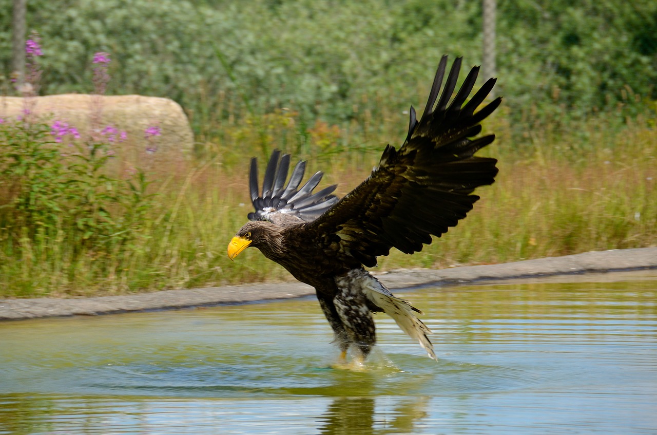 Image - eagle sea eagle stellers eagle bird