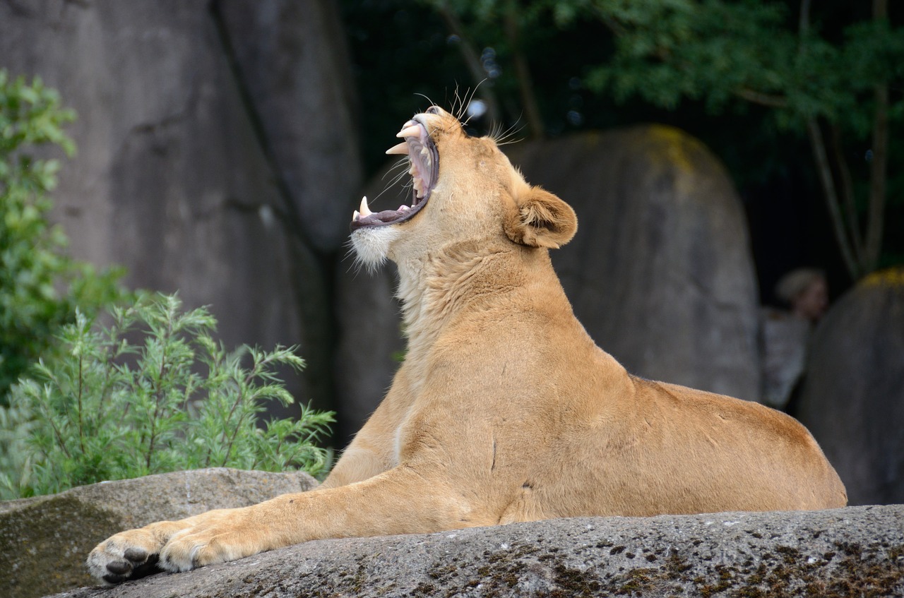 Image - lion yawn yawning wildlife