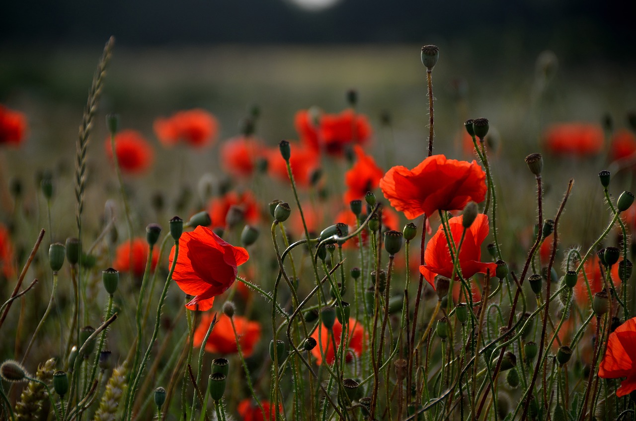 Image - poppy poppies red countryside