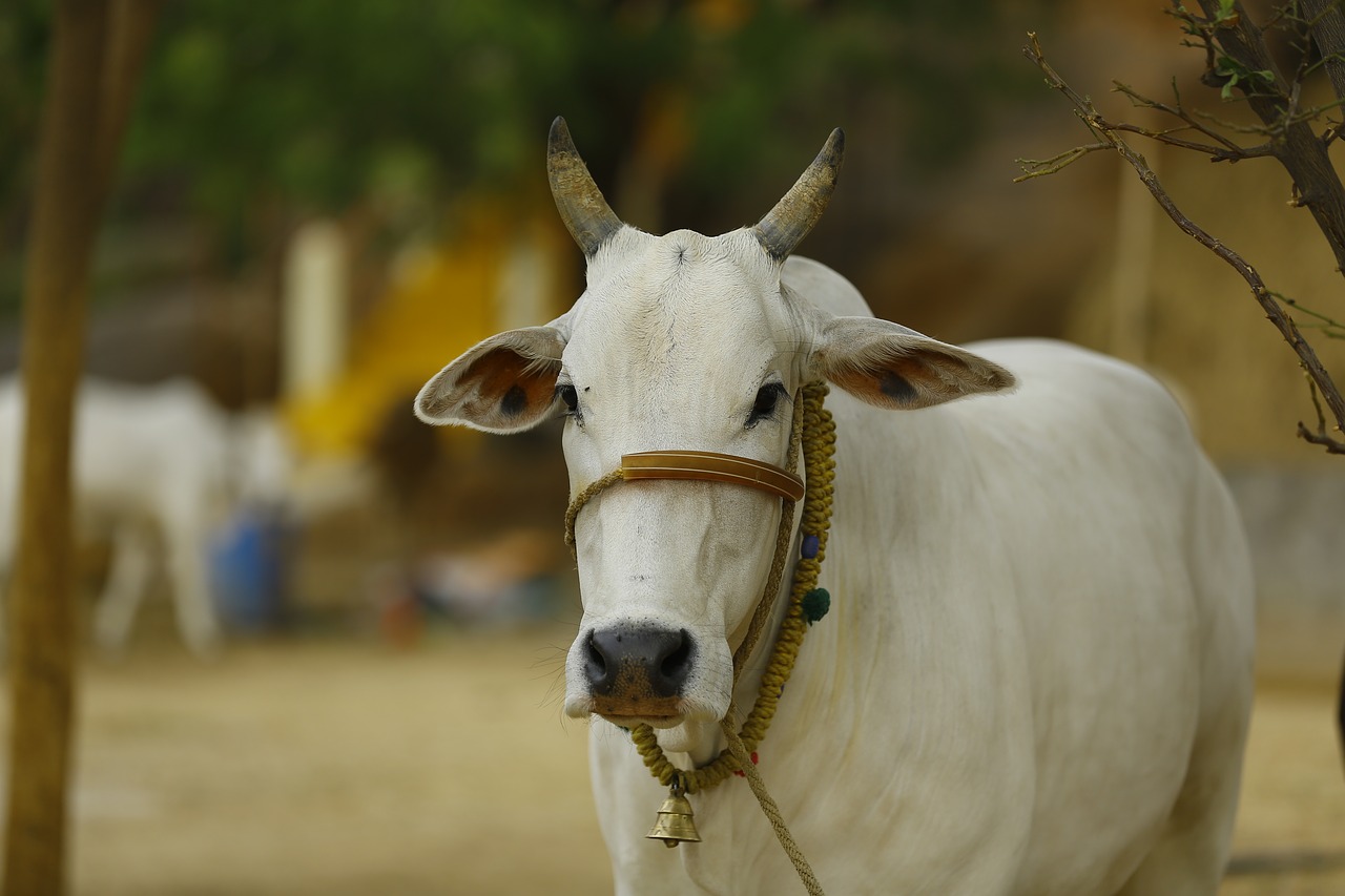 Image - indian cow cow india indian india