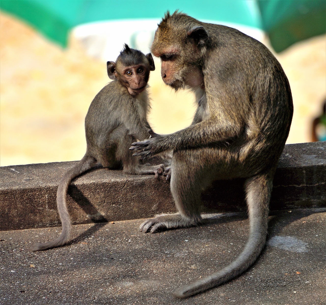 Image - monkey baby grooming cute animal