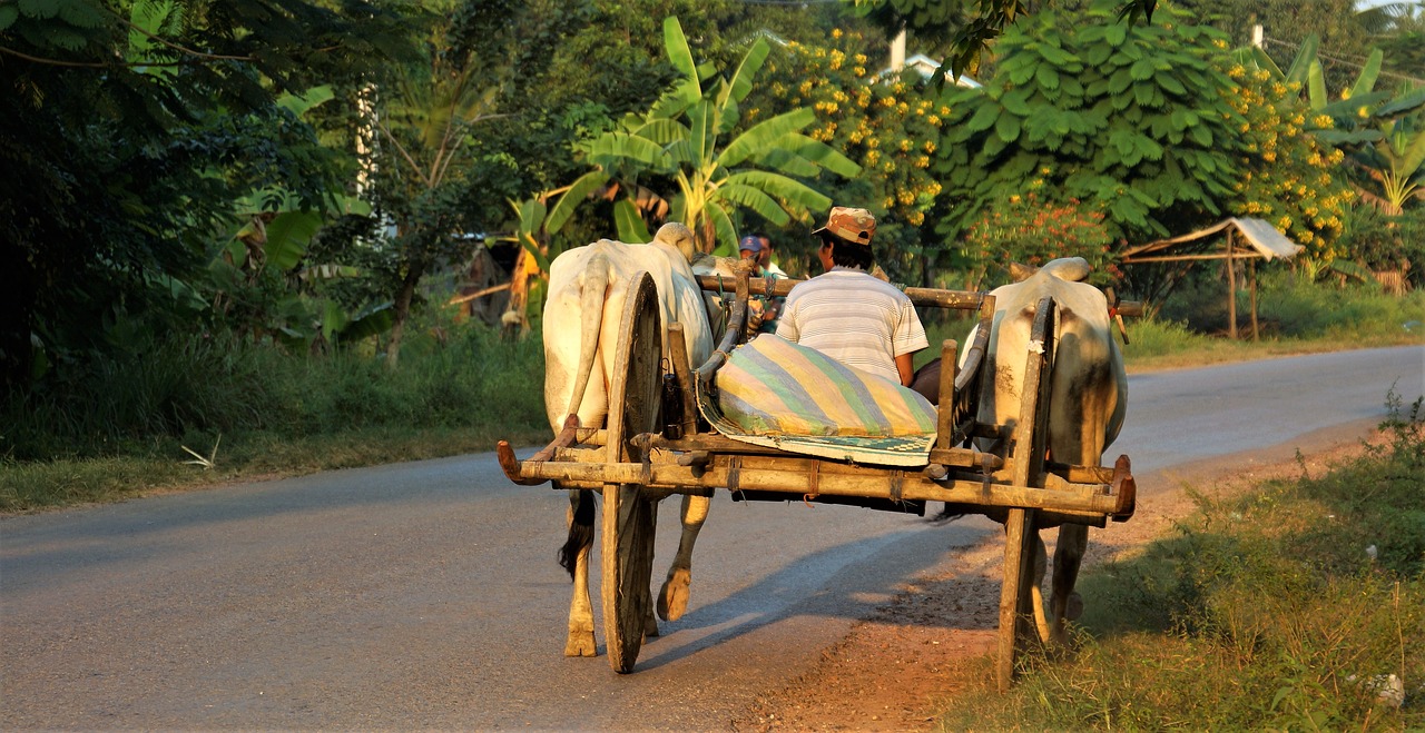 Image - evening going home workman ox