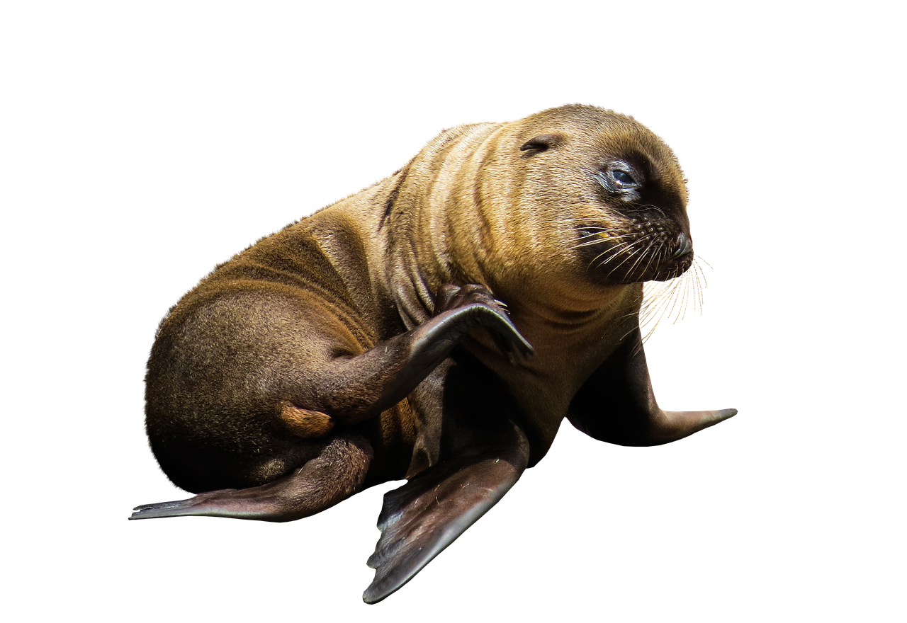 Image - animal sea lion a young sea lion