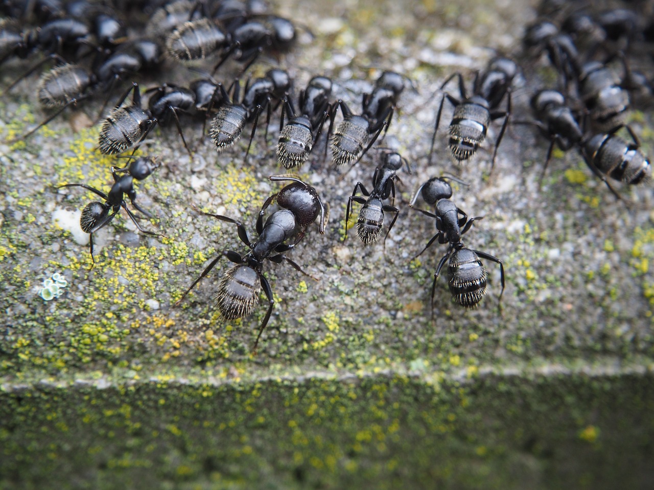 Image - ant ants eat nature red ant