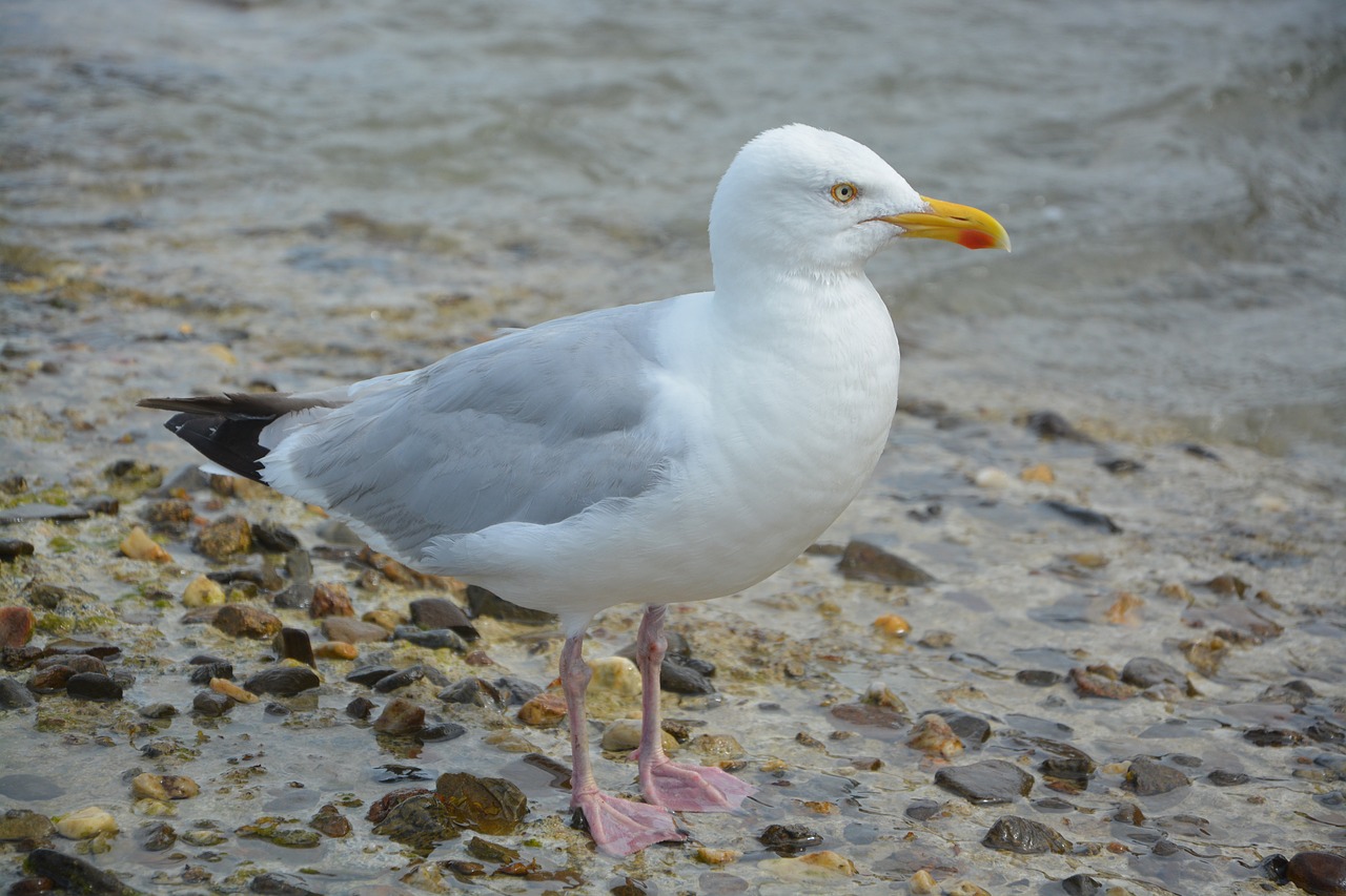 Image - seagull gull birds of the seas