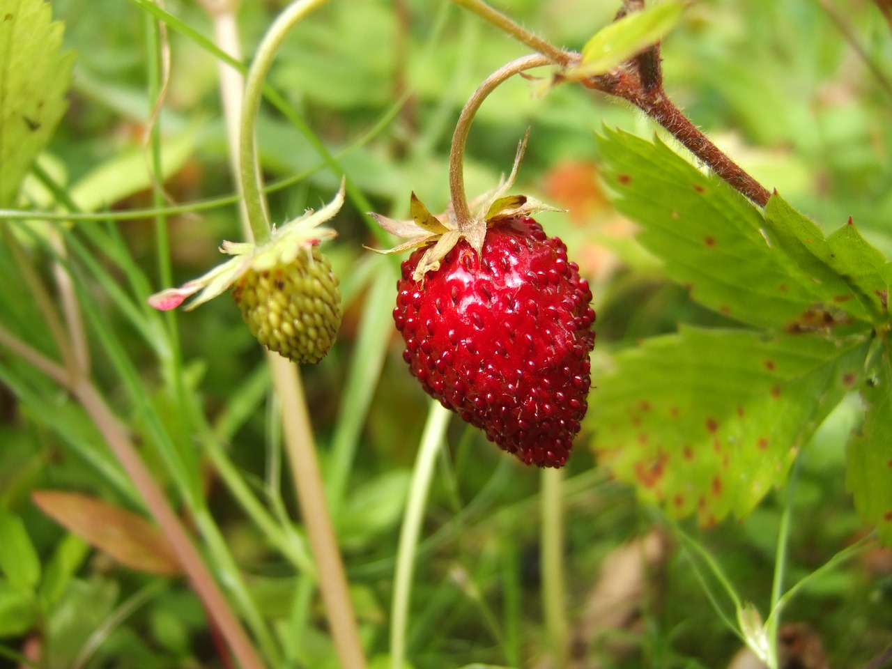 Image - berry wild strawberry garden nature