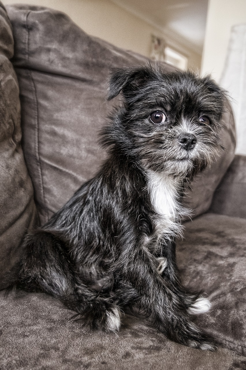 Image - dog sitting sofa animal pet cute