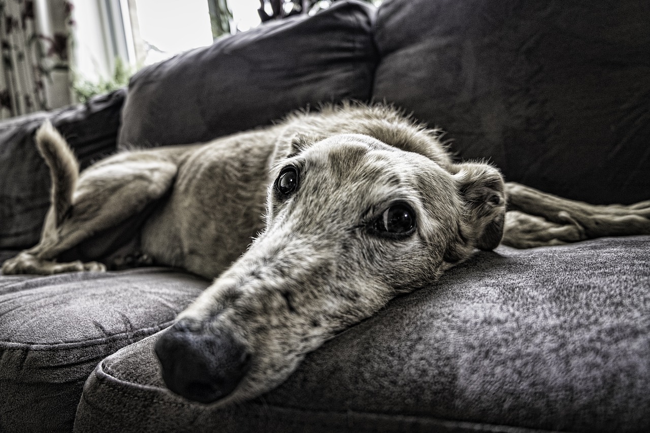 Image - dog sofa rest pet home animal