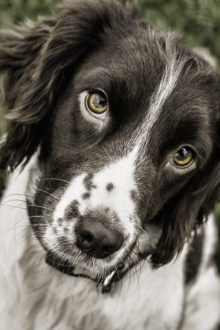 Image - dog springer face animal pet