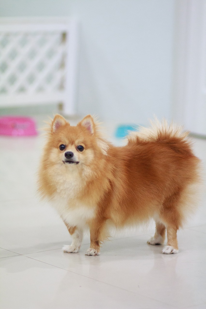 Image - dog cute littledog puppy mini pet