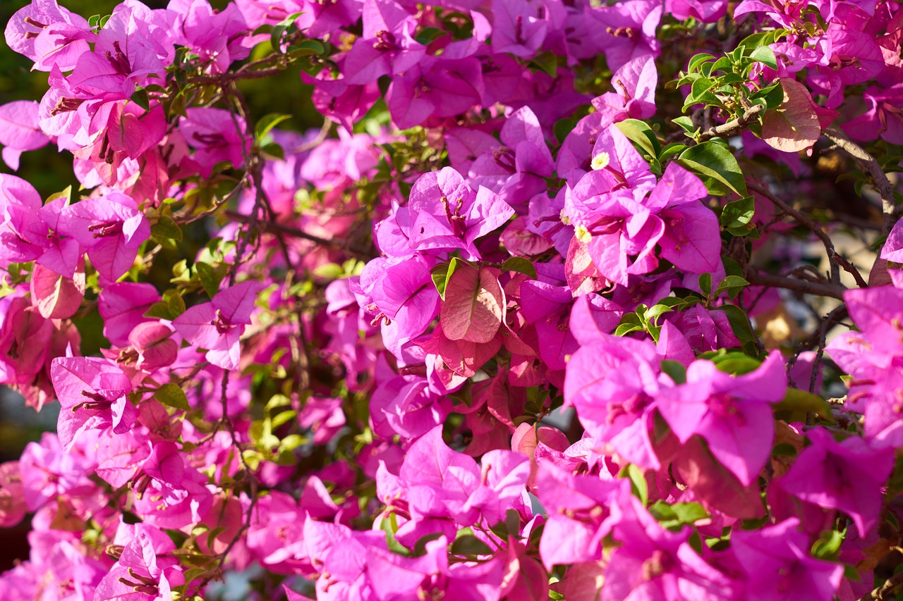 Image - flower purple spring purple bunches