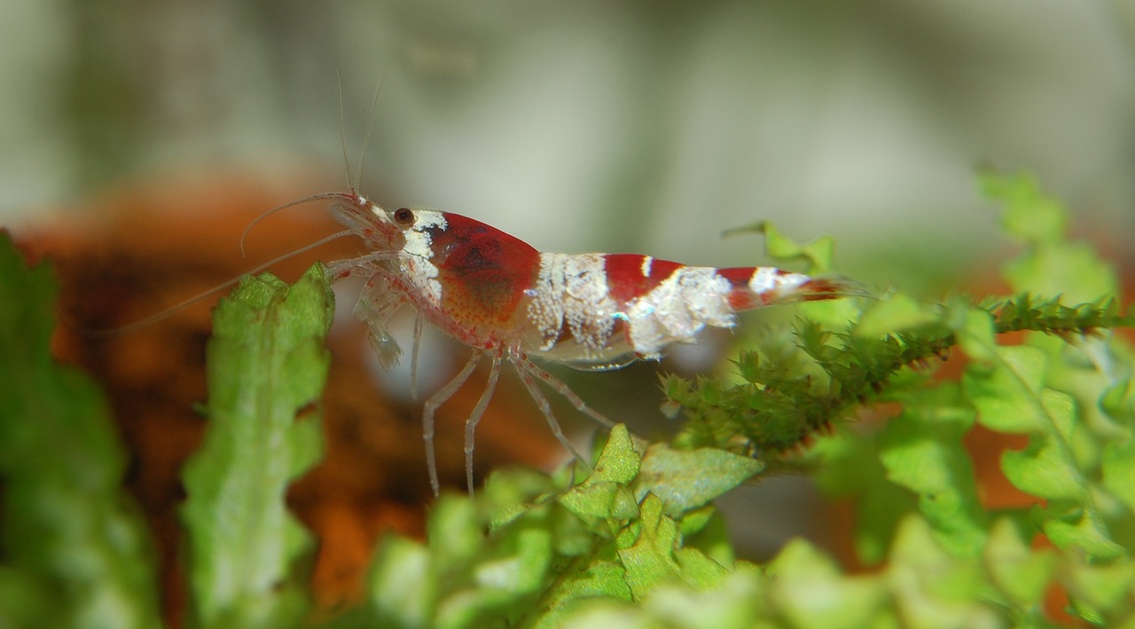 Image - shrimp water creature aquarium