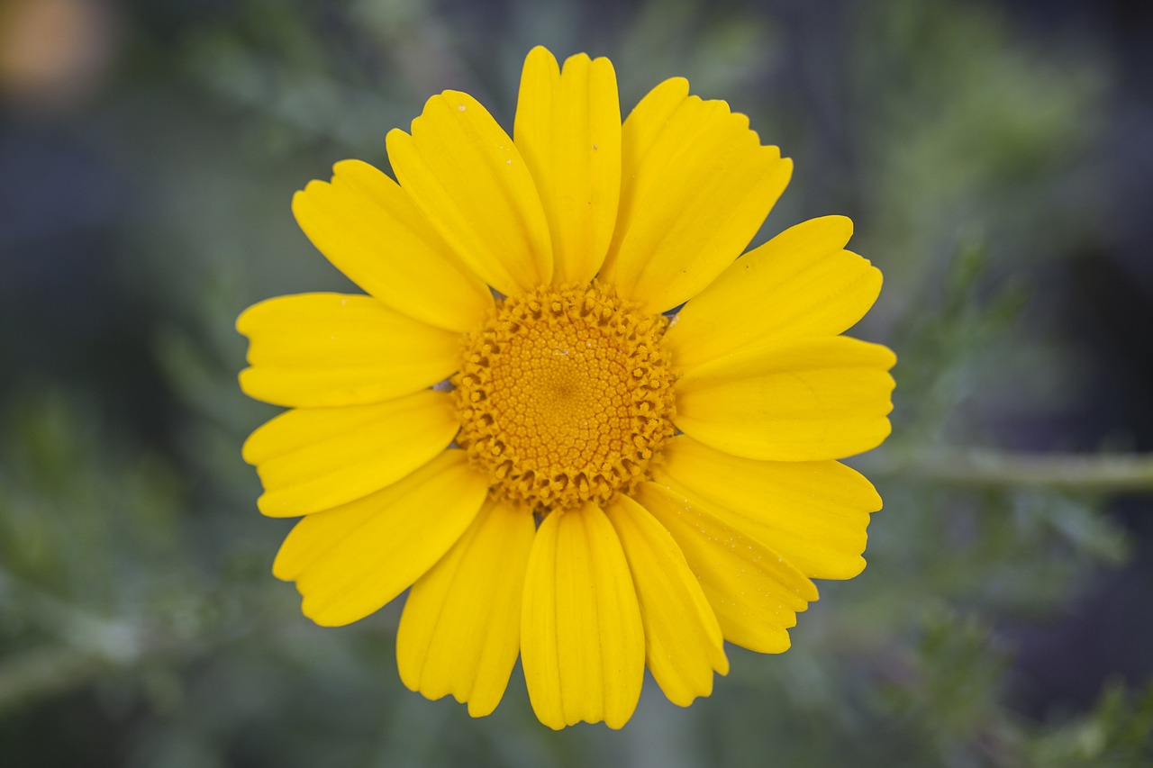 Image - yellow daisy flower plant nature