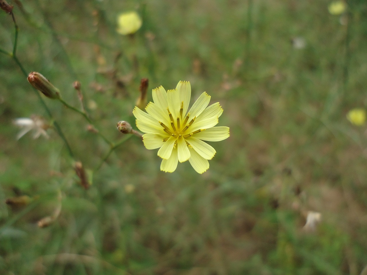 Image - african kenya indigenous nature