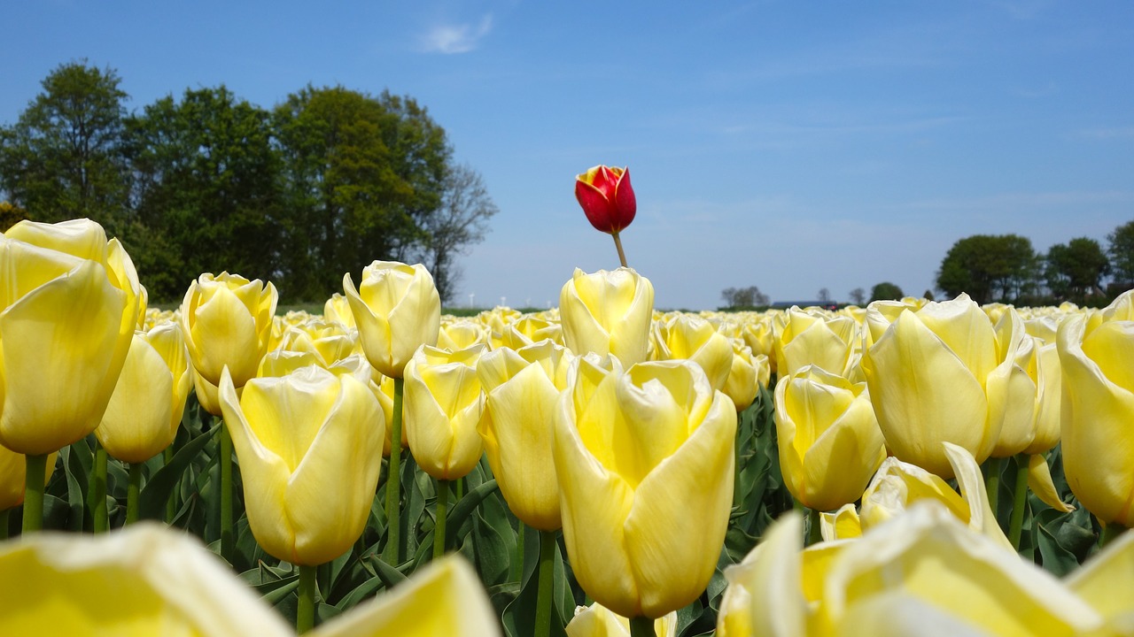 Image - tulips bulbs tulip spring bulb