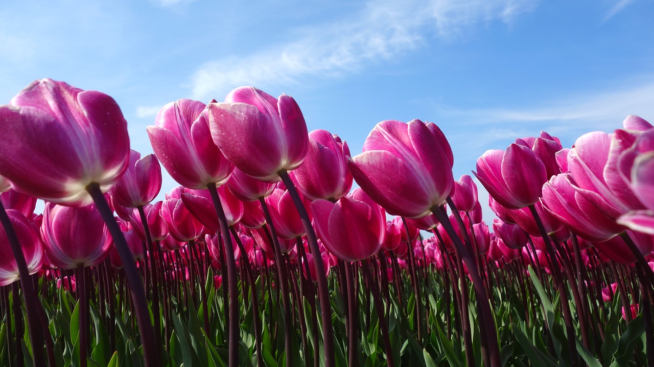 Image - tulips bulbs tulip spring bulb