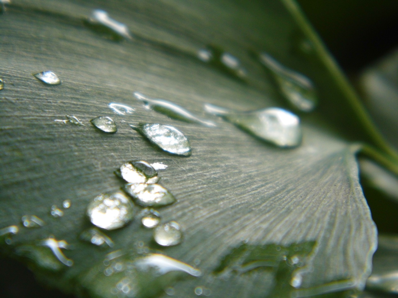 Image - ginkgo drops of water leaf