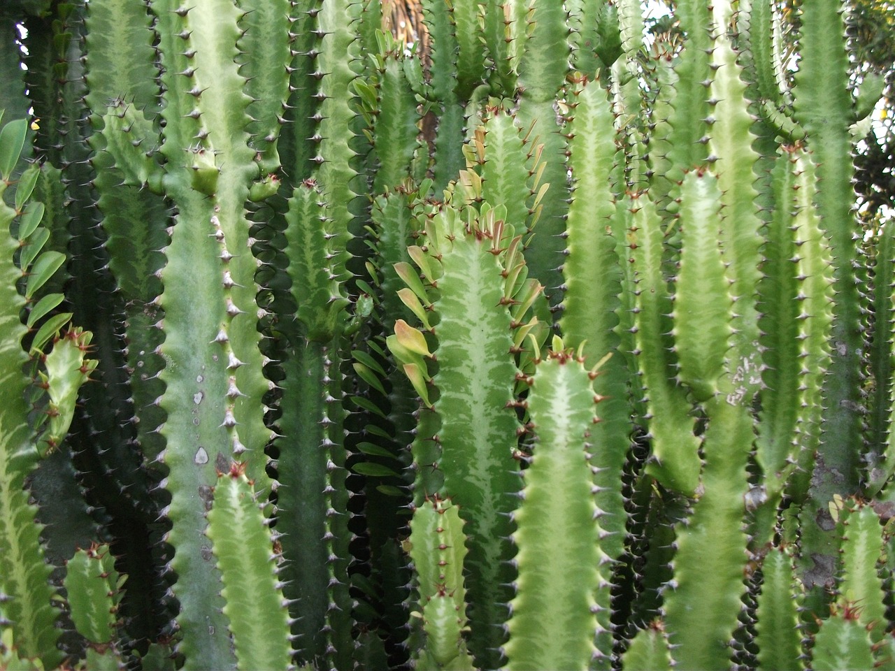 Image - cactus nature thorn cactus thorn