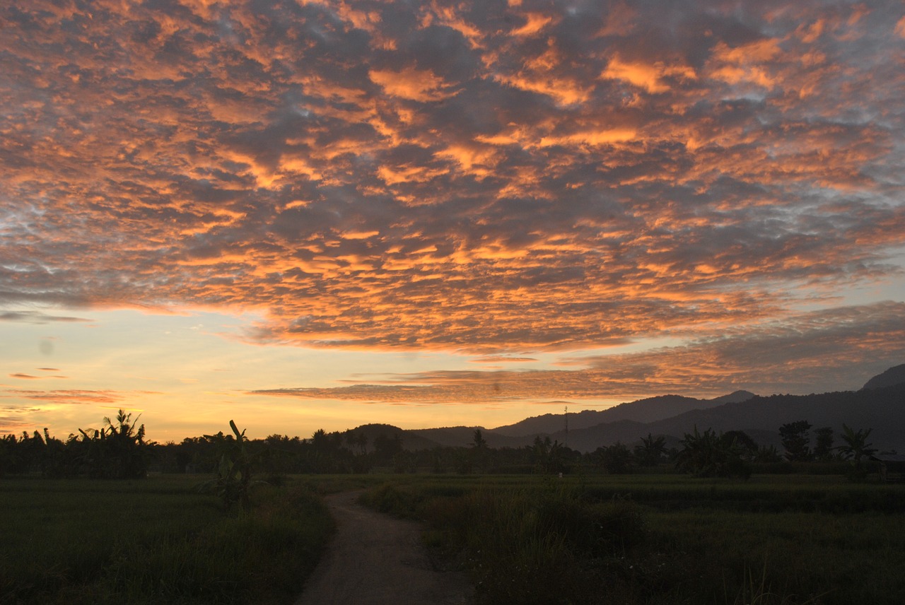 Image - sunrise ricefields sumbawa