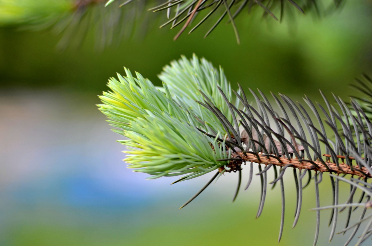 Image - macro christmas tree needles branch