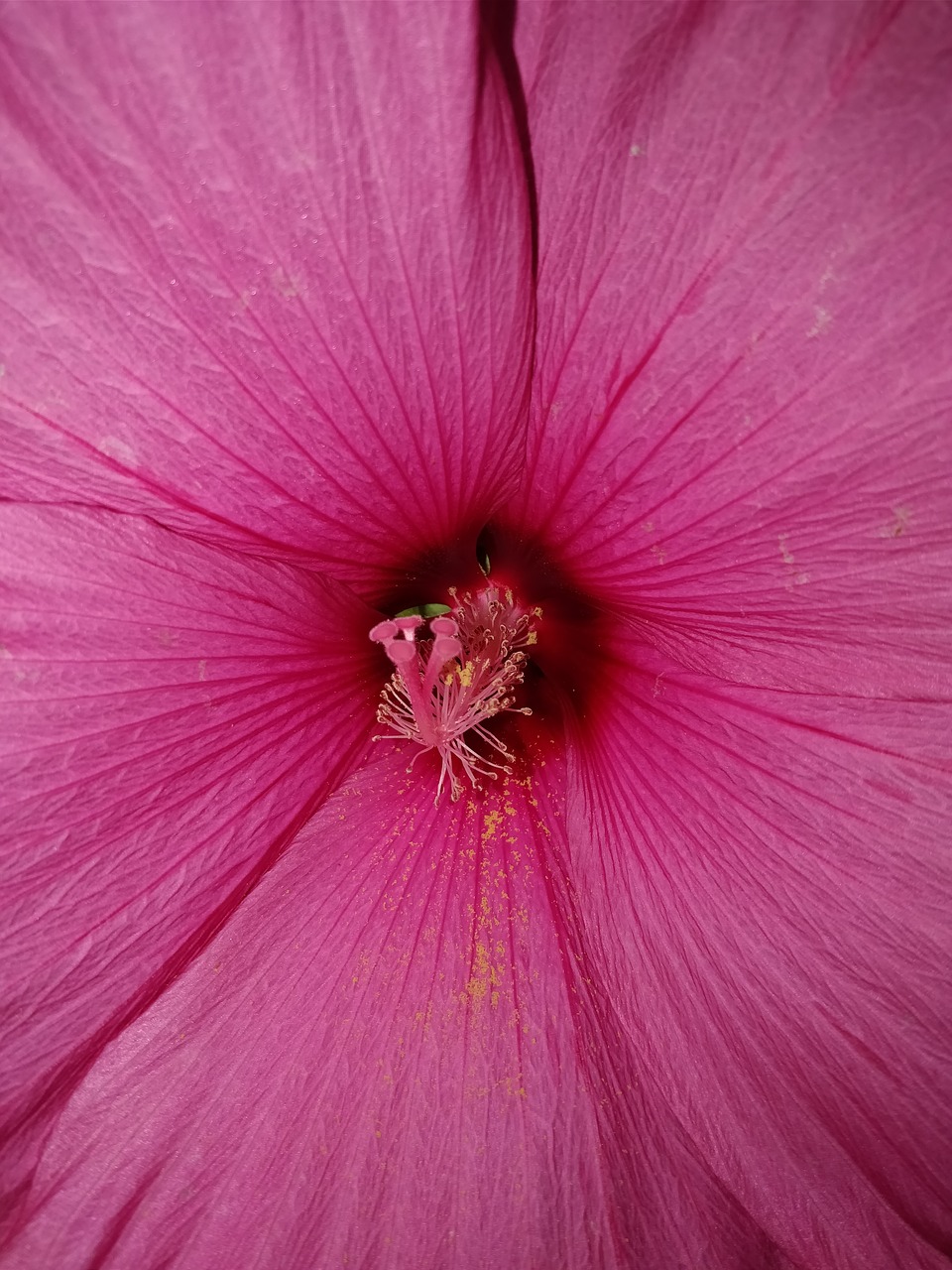 Image - flower pink big