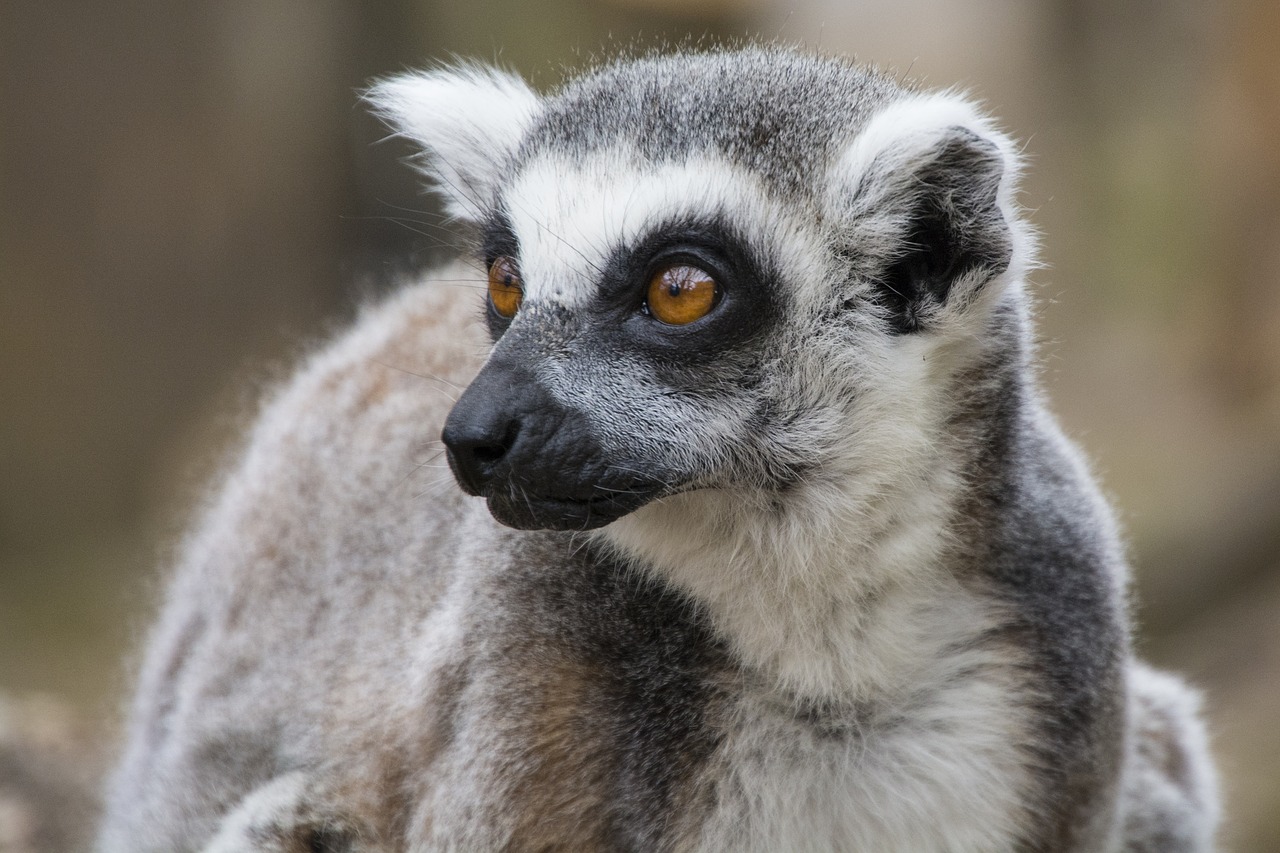 Image - lemur tail london zoo wildlife