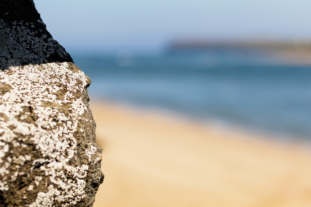 Image - beach rock sand barnacles summer