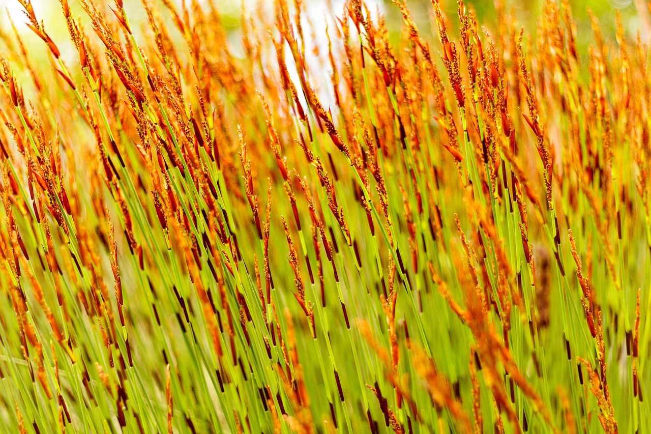 Image - grass green brown pattern plant