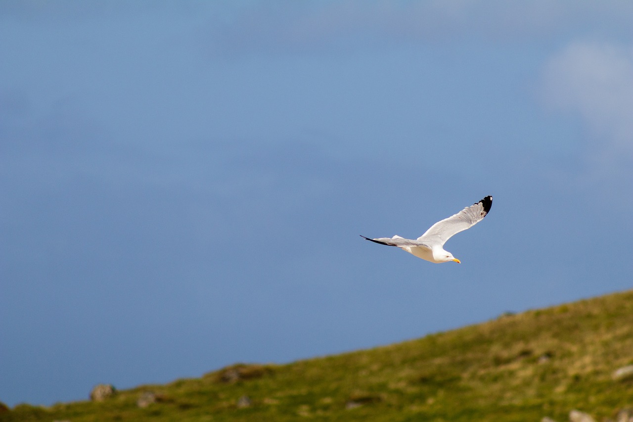 Image - bird seagull shore flying sky