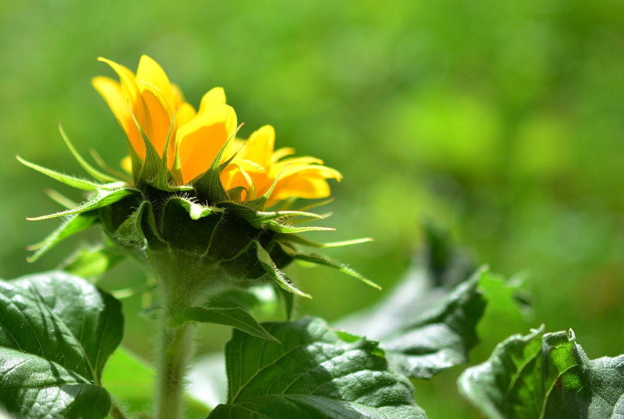 Image - sun flower flower summer flower