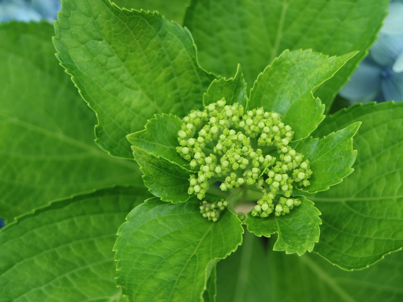 Image - hydrangea jeju bud