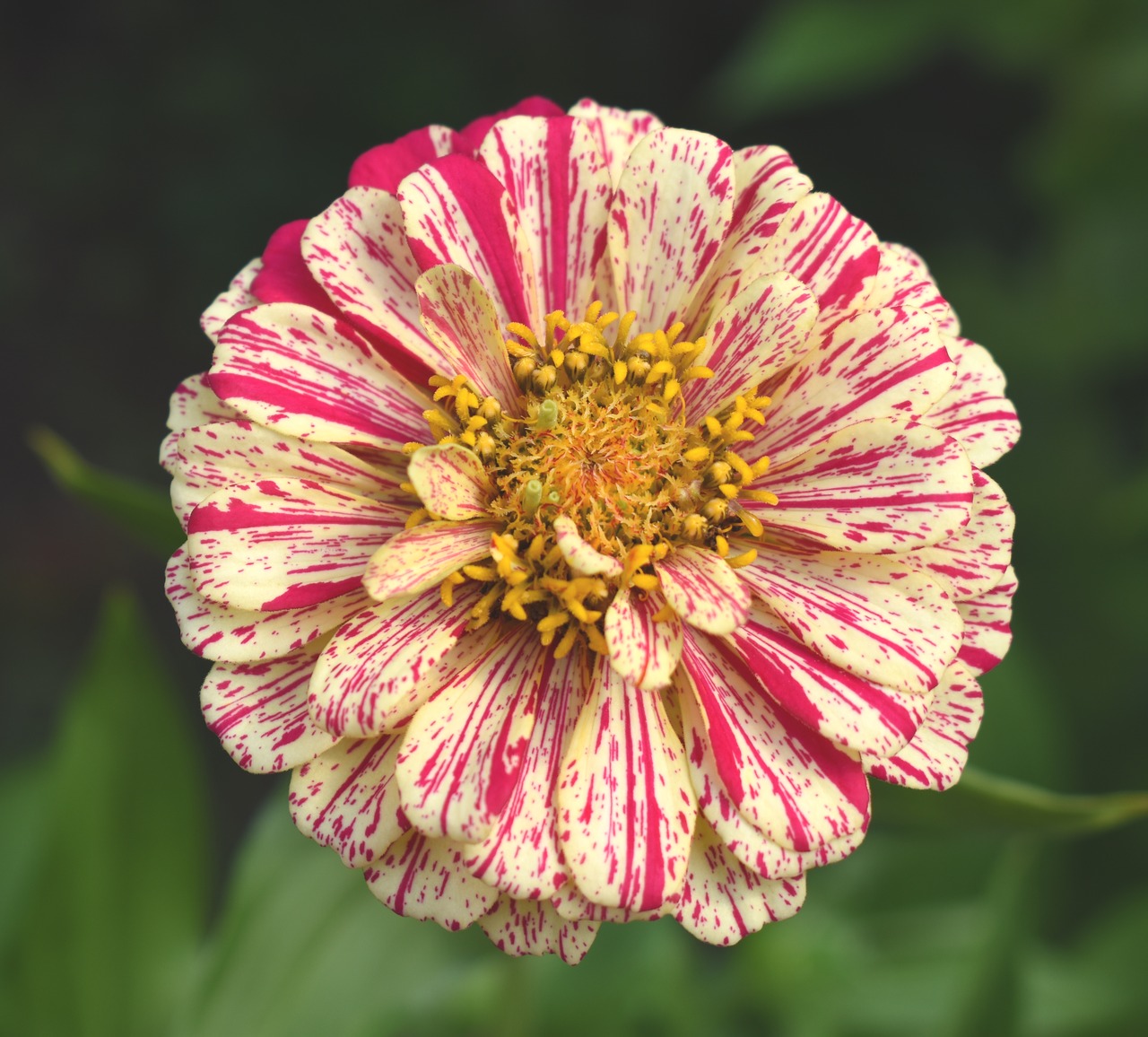 Image - zinnia red and yellow flower yellow
