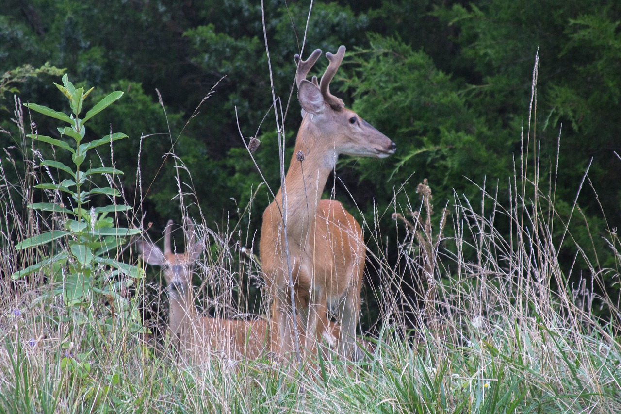 Image - deer nature animal outside antlers