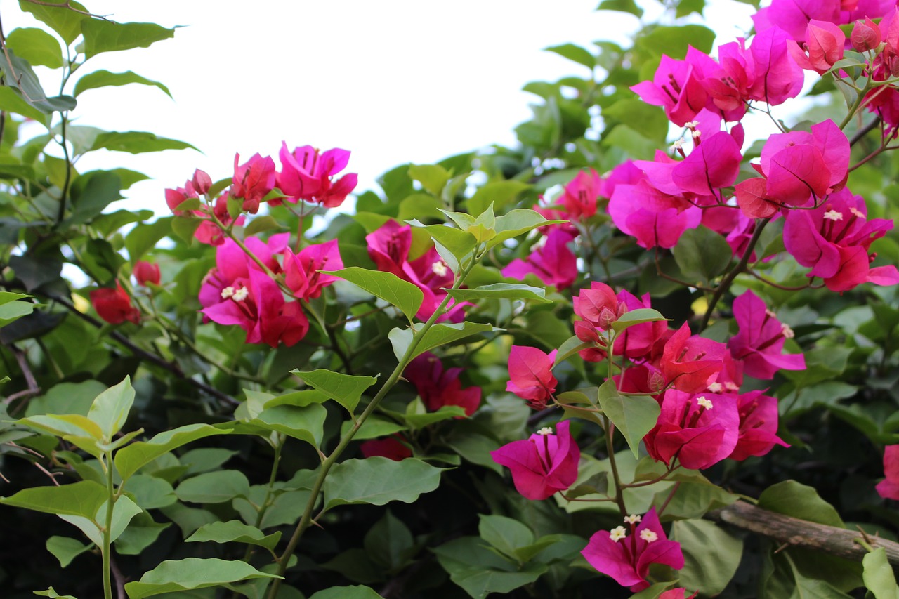 Image - flower bougainvillea bright