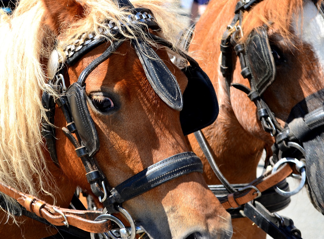 Image - pony horse horse drawn carriage pony