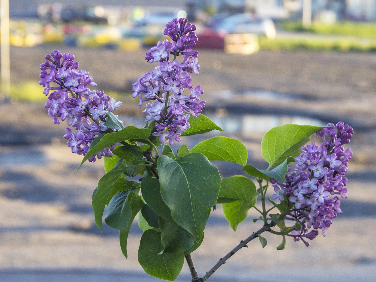 Image - branch lilac flowers beautiful